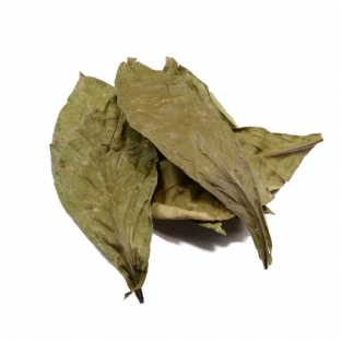 Psychotria viridis Chacruna bladeren